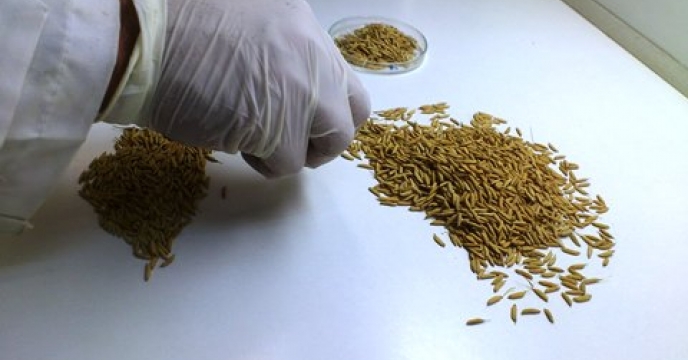 اعلام نتایج آزمایش31 نمونه بذر برنج استان مازندران 