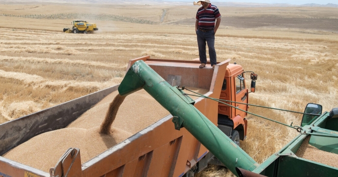 توزیع کود های کشاورزی  برای بیش از 355 هزار هکتار گندم در گلستان