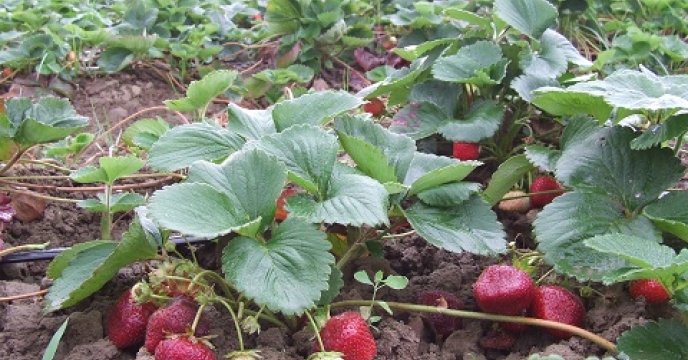 تامین کود برای مزارع توت فرنگی در استان مازندران