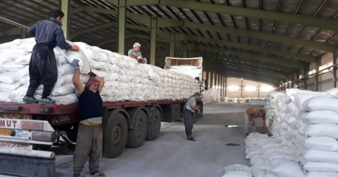 تأمین کود برای خزانه نشا برنج در مازندران