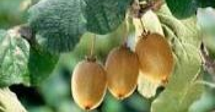 تامین کود برای تولید 10هزارتن کیوی در نوشهر