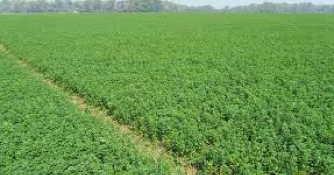 توزیع 700 تن کود سوپرفسفات برای محصولات زراعی و باغی در آمل