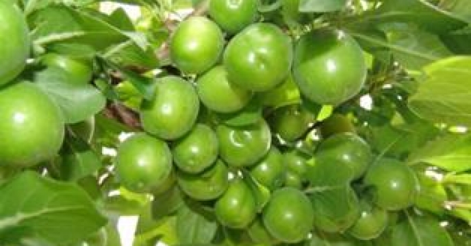 تامین کود برای 8هکتار باغ گوجه سبز در نور