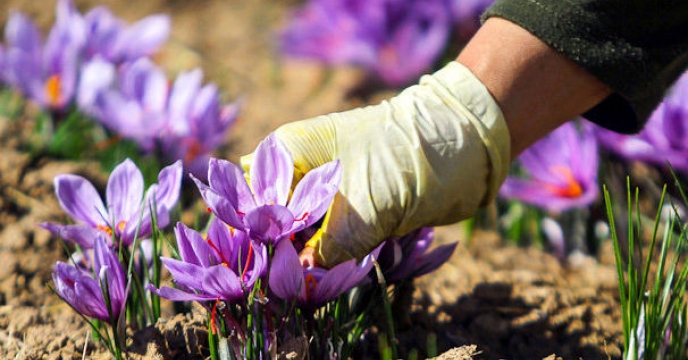 پیشبینی برداشت 70 کیلوگرم زعفران از مزارع آذربایجان غربی