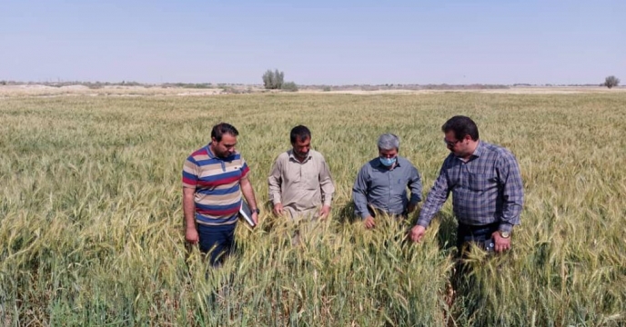 بازدیداز مزارع گندم وجو طرف قرارداد شهرستان زهک