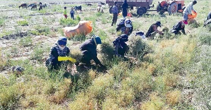  برگزاری کلاس آموزشی کشت گیاه دارویی زیره سبز در بخش چتروداستان کرمان 