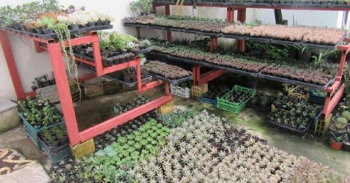 ظرفیت بیش از 14 میلیونی گل و گیاه در تنکابن استان مازندران