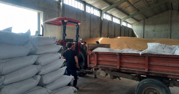 ارسال 1.9 تن بذر بوجاری شده به شهرستان بمپور 