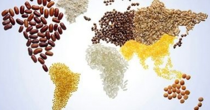 توزیع بیش از 3648 تن کود برای مزارع شلتوک محلی در خرداد ماه سال جاری