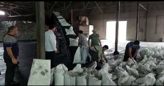 بارگیری کود سوپرفسفات تریپل از انبار سازمانی شرکت خدمات حمایتی کشاورزی خوزستان