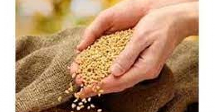 توزیع 1000کیلوگرم بذر برنج از رقم طارم هاشمی در قائم شهر