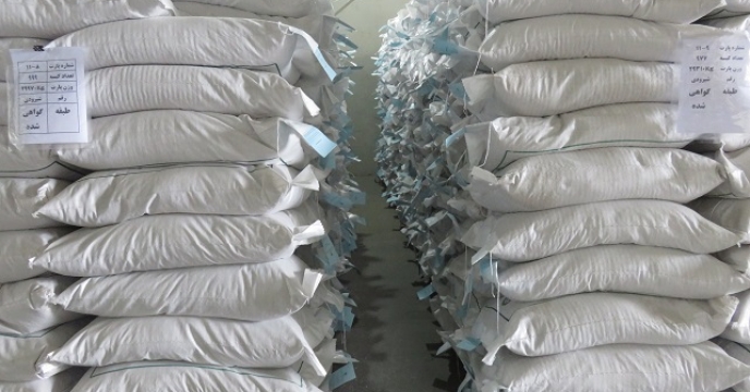 توزیع 475 کیلوگرم بذر برنج طارم هاشمی  بصورت مستقیم  در قائم شهر 