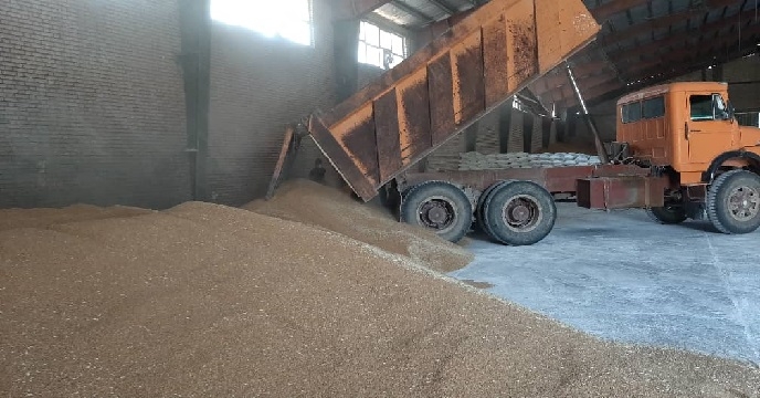 خرید بیش از 853 تن گندم بذری توسط شرکت خدمات حمایتی کشاورزی استان خوزستان