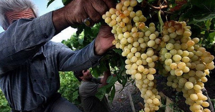 توزیع ۱۵۰ تن انواع کود یارانه ای برای تاکستان‌های استان قم