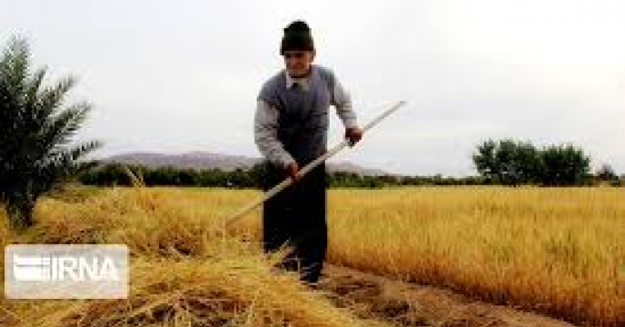 پیش بینی افزایش محصولات کشاورزی در شاهرود