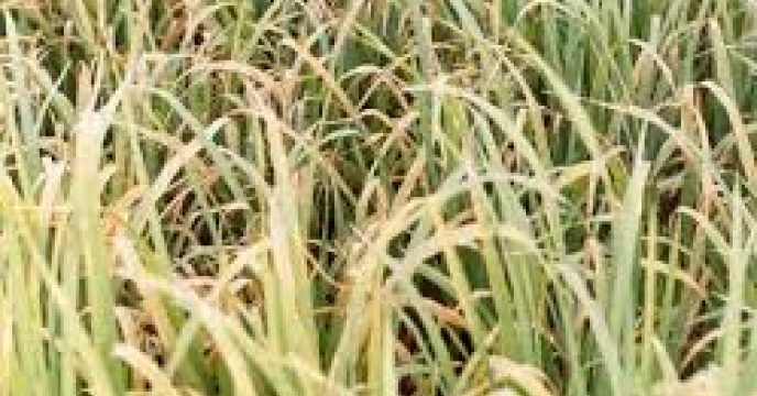 مبارزه با بیماری بلاست برگ برنج در مازندران