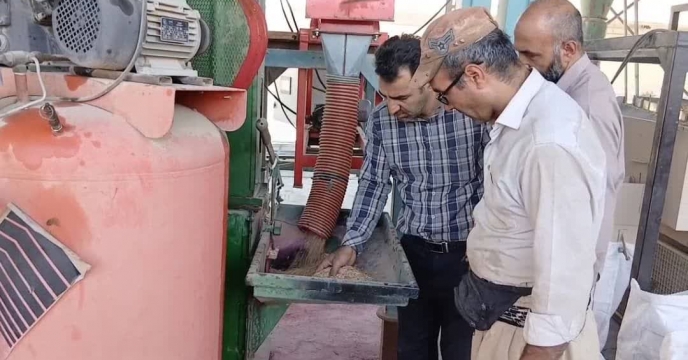آغاز عملیات بوجاری بذر جو در سایت بوجاری سازمانی شرکت خدمات حمایتی کشاورزی استان چهار محال و بختیاری