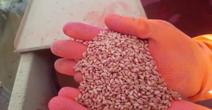 بوجاری مقدار 240تن  بذر در انبار ایرانشهر