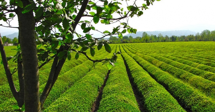 میزان توزیع کودهای کشاورزی N P K از ابتدای فصل زراعی توسط کارگزاری های چای استان گیلان