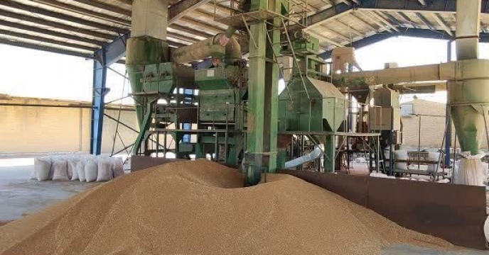 اتمام عملیات خرید، فراوری و توزیع بذور اصلاح شده گندم و جو شرکت خدمات حمایتی کشاورزی استان چهار محال و بختیاری