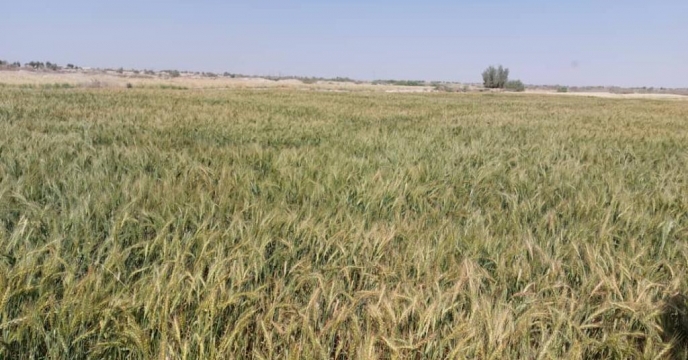 خرید گندم از کشاورزان منطقه سیستان (زابل) اردیبهشت 1402