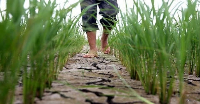 توزیع کود شرکت خدمات حمایتی کشاورزی گیلان جهت تقویت شلتوک پرمحصول در مزارع