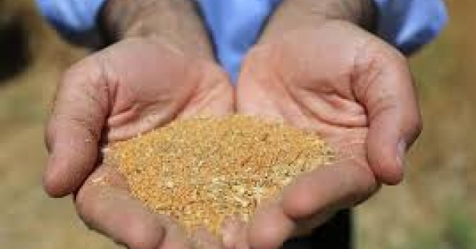 تامین و توزیع 75000 کیلوگرم بذر دانه روغنی سویا در مازندران