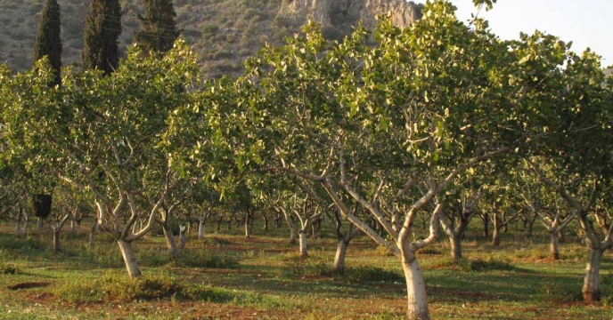 تأمین و توزیع بیش از یک هزار و 256 تن نهاده کشاورزی برای باغات پسته استان قزوین