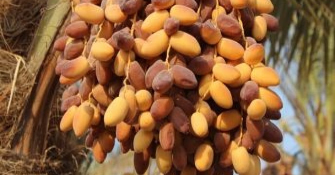 هرمزگان؛ قطب تولید خرمای کشور با پشتیبانی مستمر شرکت خدمات حمایتی کشاورزی