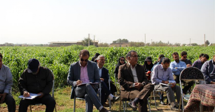 برگزاری روز مزرعه سورگوم در شهرستان نظرآباد استان البرز 