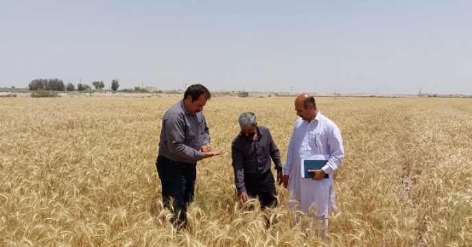 بازدید از مزارع گندم شهرستان زابل به همراه نماینده ثبت وگواهی بذر 