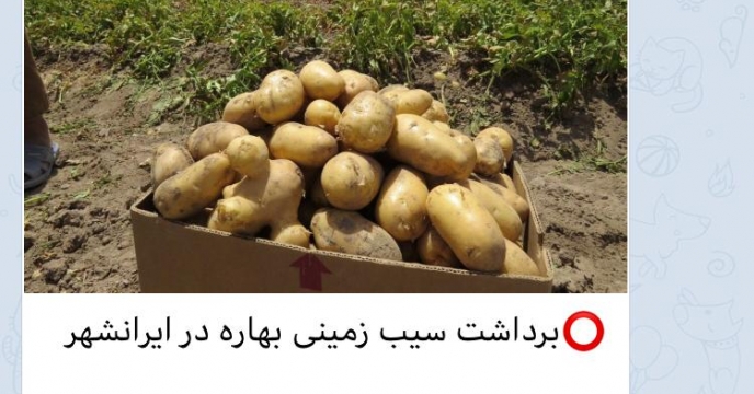 ️برداشت سیب زمینی بهاره در ایرانشهر