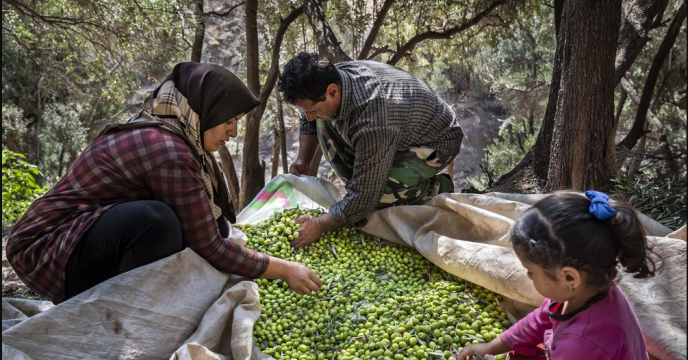 تامین کودهای کشاورزی مورد نیاز باغداران زیتون در استان گیلان