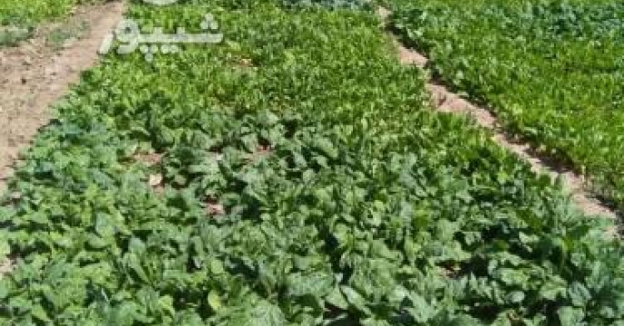 تامین کود برای مزارع سبزی و صیفی  استان سمنان