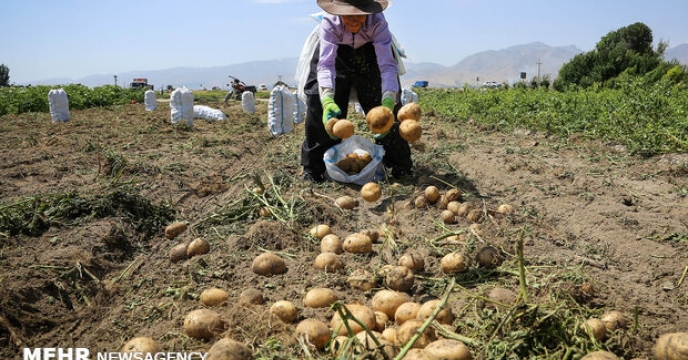 افزایش کیفیت محصولات کشاورزی استان سمنان