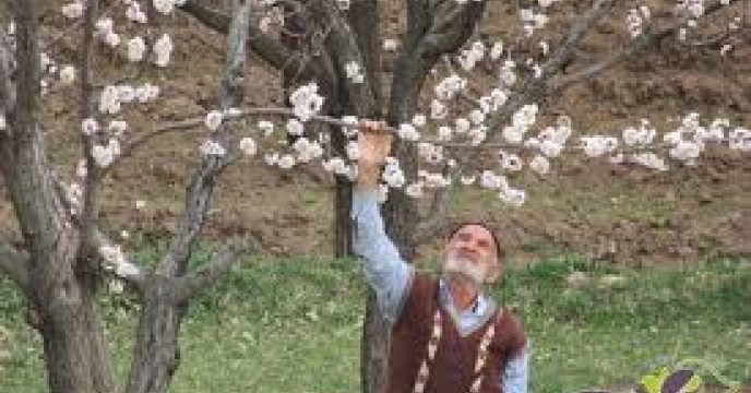 تامین و توزیع کود مورد نیاز باغات سیب شهرستان بیرجند