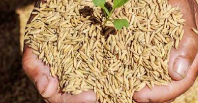 هزینه بهره برداری سامانه های بوجاری فراوری بذور برنج 