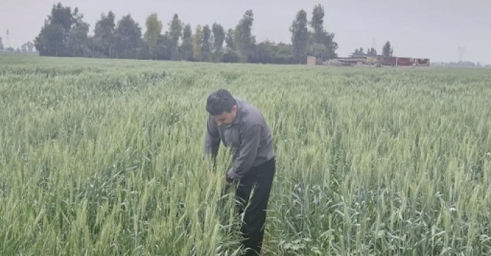 بازدید کارشناس فنی شرکت از مزارع گندم استان خوزستان