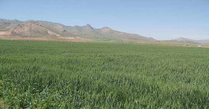 رشد تولید محصولات گندم و جو در استان همدان با تغذیه مناسب کودی 