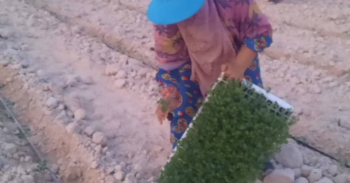توزیع ۸۱ تن کود کشاورزی بین کشاورزان پارسیان، حمایت از کشت نشاء گوجه‌فرنگی