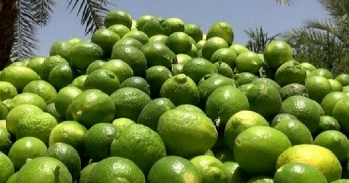 برداشت لیمو ترش از باغات شهرستان بندرعباس