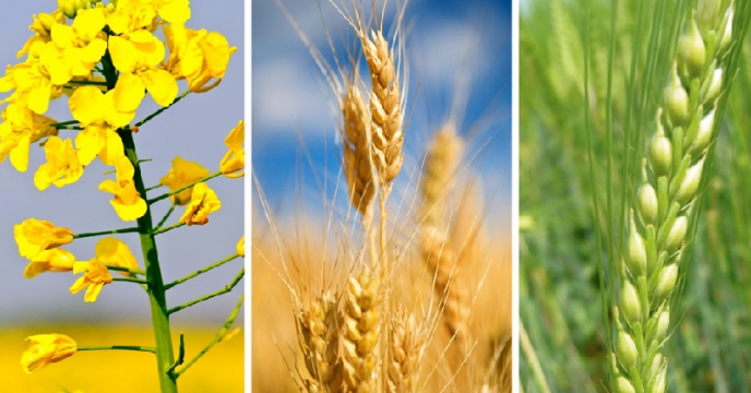 توزیع بیش از 380 تن انواع کودهای یارانه ای برای محصولات کشت پاییزه در استان قم