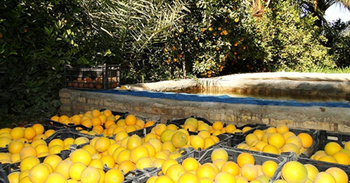 تامین و توزیع کود 46 هکتار باغات پرتقال شهرستان طبس
