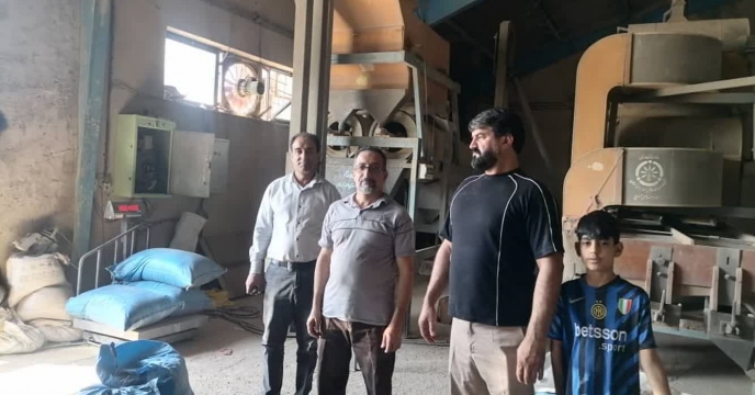 شروع عملیات بوجاری بذر یونجه در شرکت خدمات حمایتی کشاورزی استان کرمان (جیرفت)
