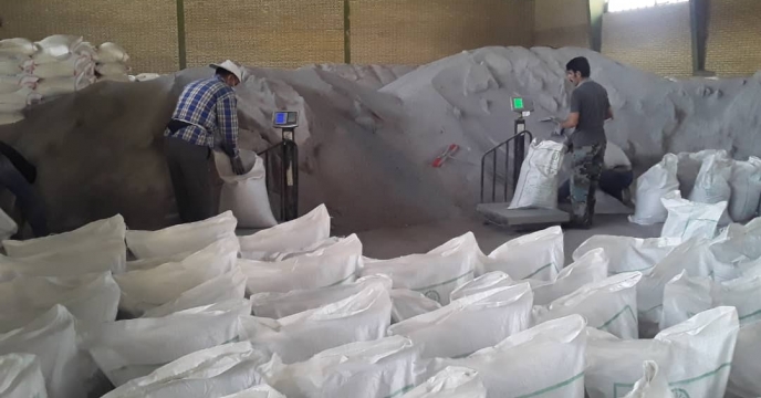 توزیع میزان 40هزارتن  تن کوداوره  در انبارهای کارگزاران توزیع نهادهای کشاورزی در استان لرستان