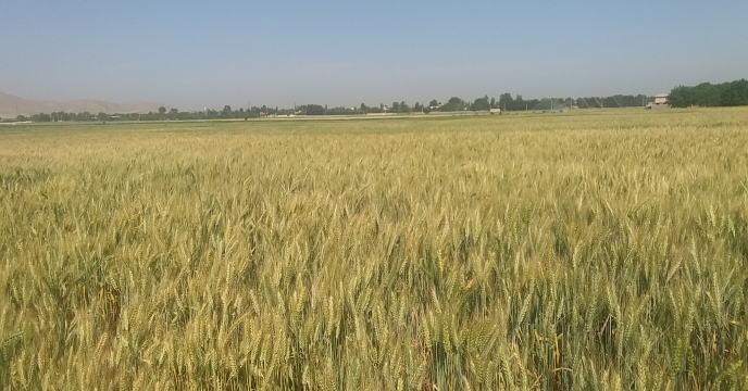 بارگیری وحمل گندم گواهی شده سنواتی میهن به استان اذربایجان شرقی