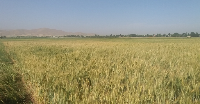 بارگیری وحمل گندم گواهی شده به شهرستان کرمانشاه