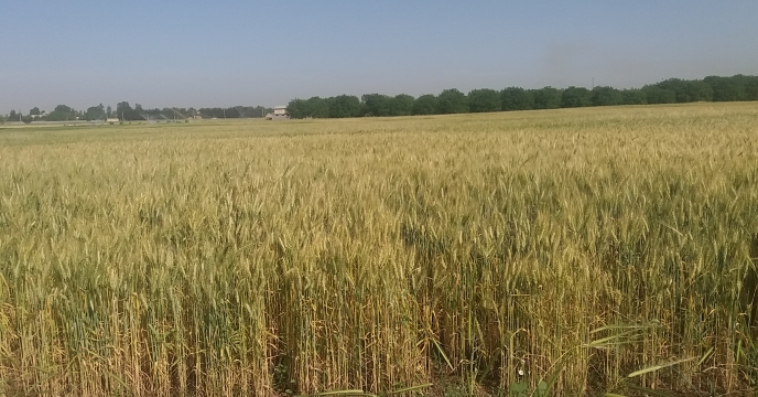 بارگیری وحمل گندم گواهی شده گندم سنواتی میهن به شهرستان کرمانشاه