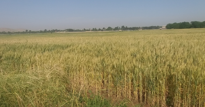 توزیع گندم گواهی شده میهن درشهرستان کنگاوراستان  کرمانشاه