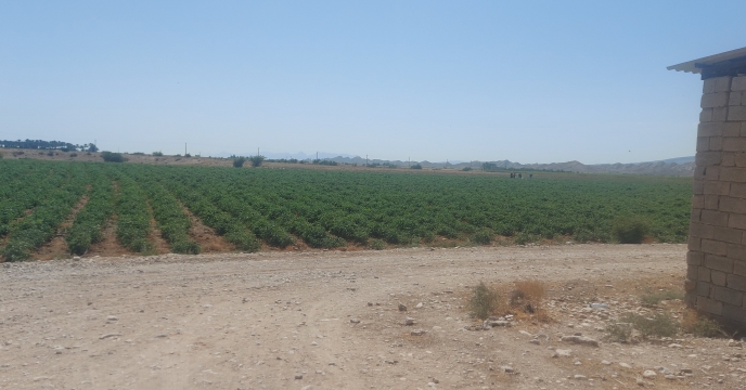 آغاز برداشت گوجه فرنگی خارج از فصل در استان بوشهر